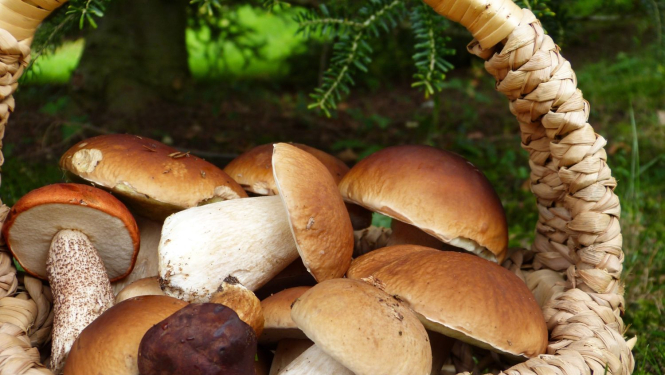 groziņš ar sēnēm