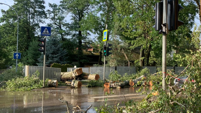 krītuši koki uz brauktuves