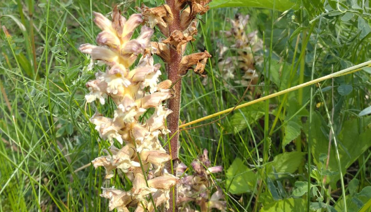 Orobanche