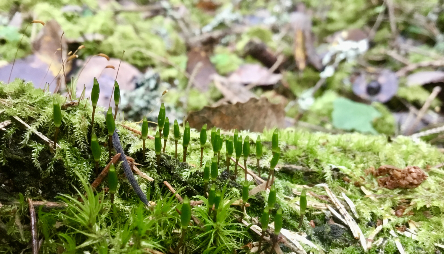 īpaši aizsargājamas sūnu sugas zaļās buksbaumijas