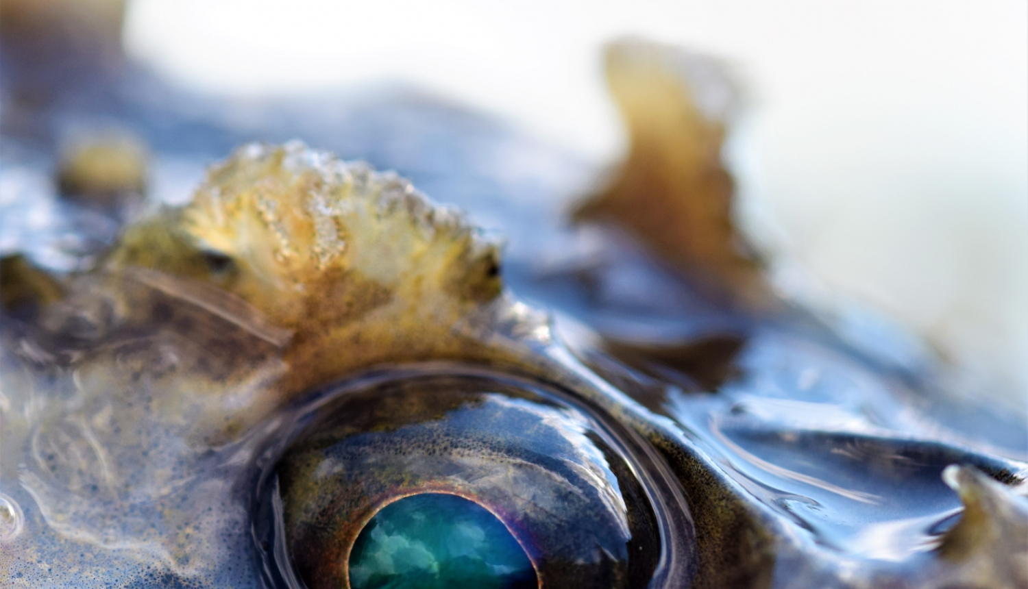 Dzīvnieks tuvplānā