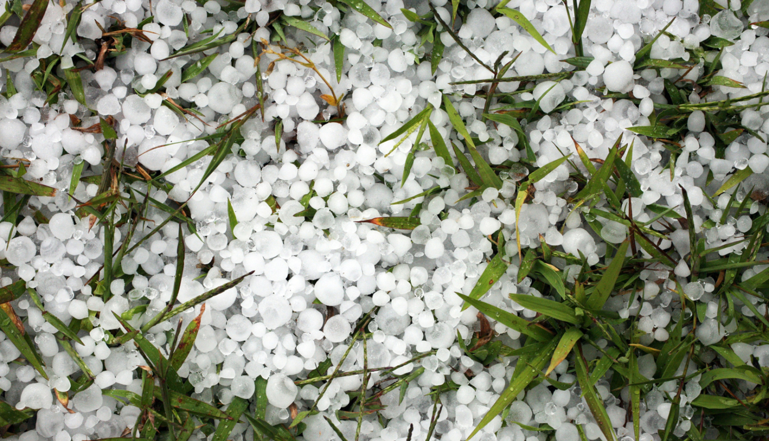 Attēls ar krusas graudiem zālienā