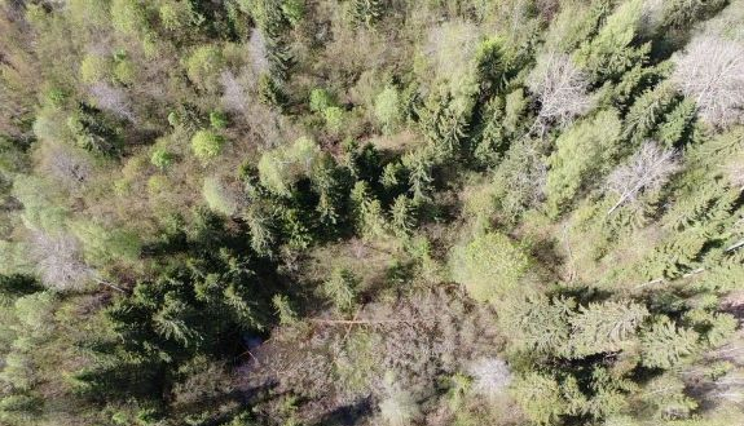 Rundēnu Valna dūbē