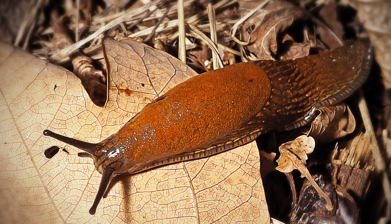 Spānijas kailgliemezis