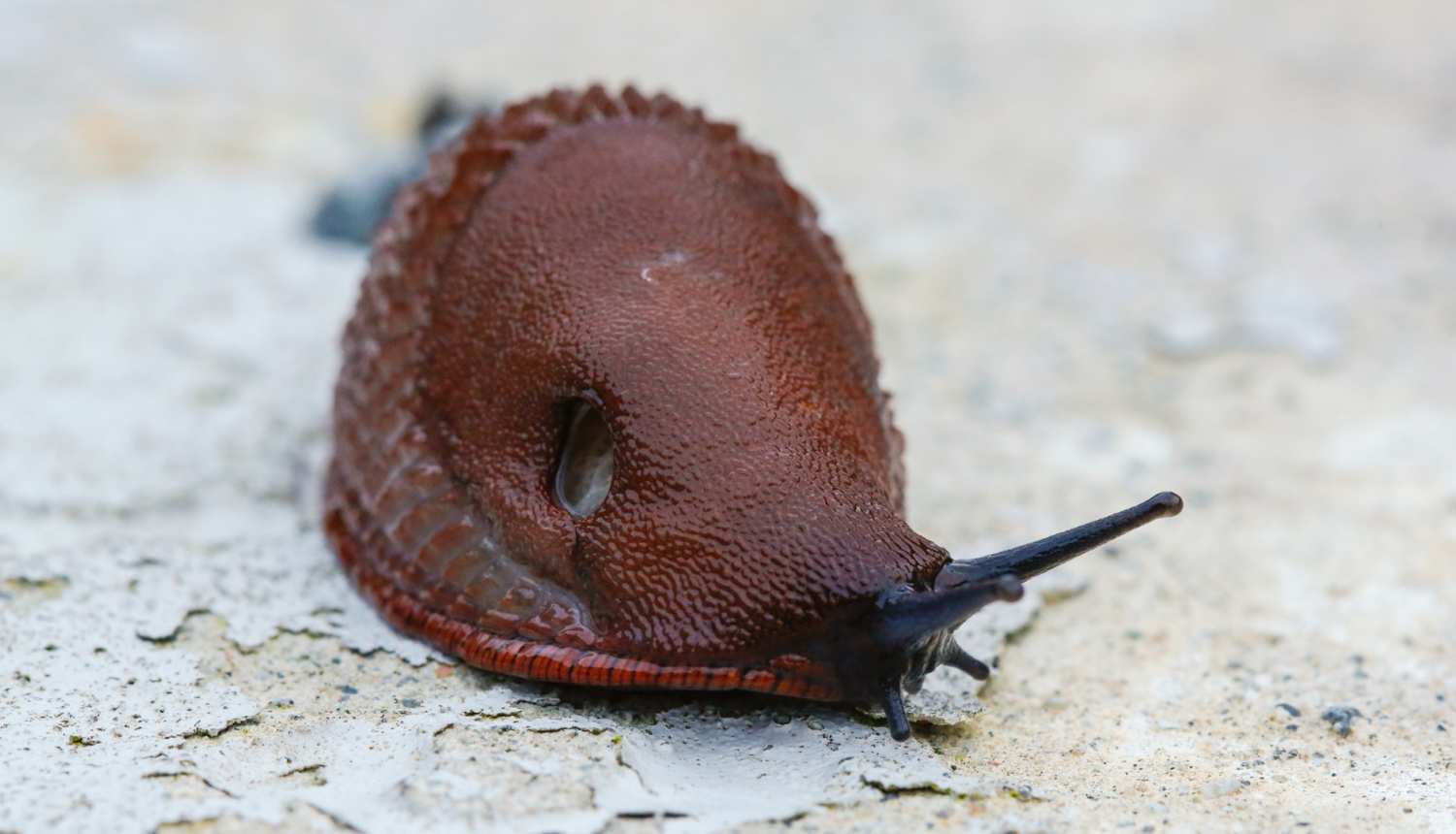 Spānijas kailgliemezis