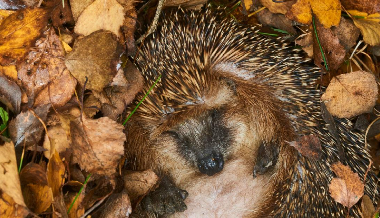 Ezis aizmidzis lapās