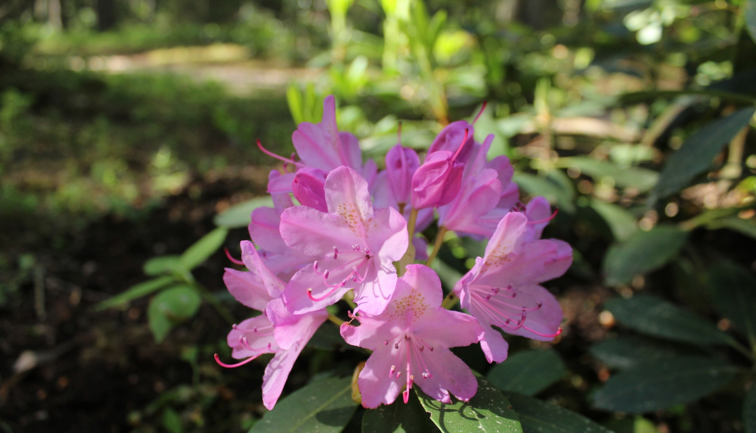 rododendrs