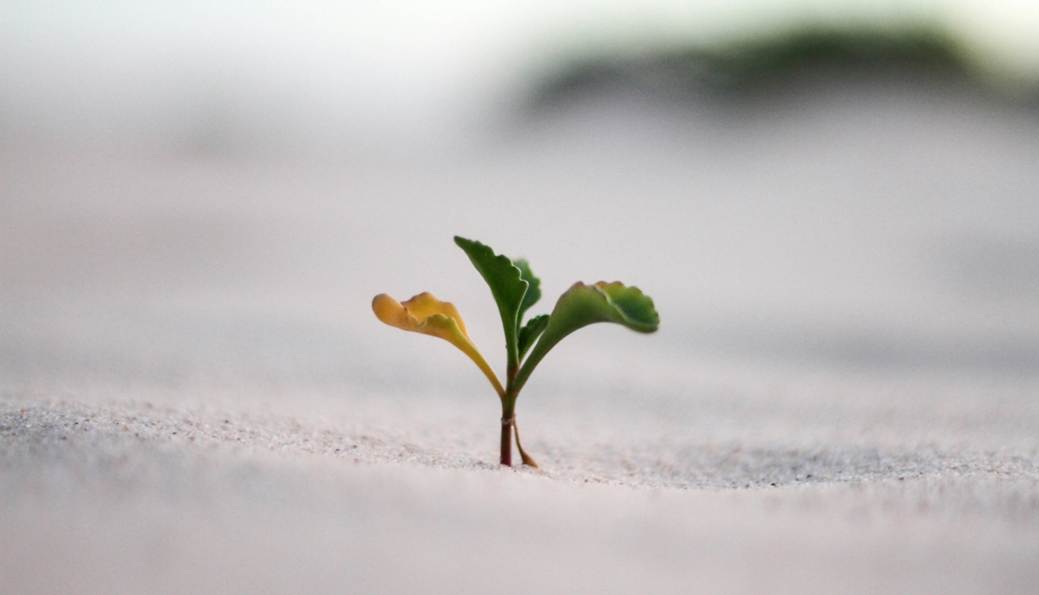 Daba, zaļš, zaļums