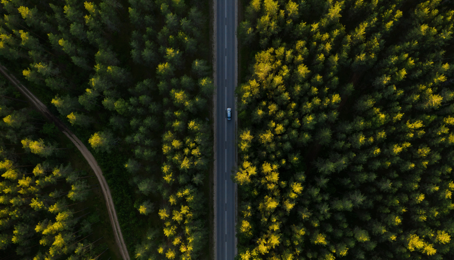 Autoceļš meža teritorijā