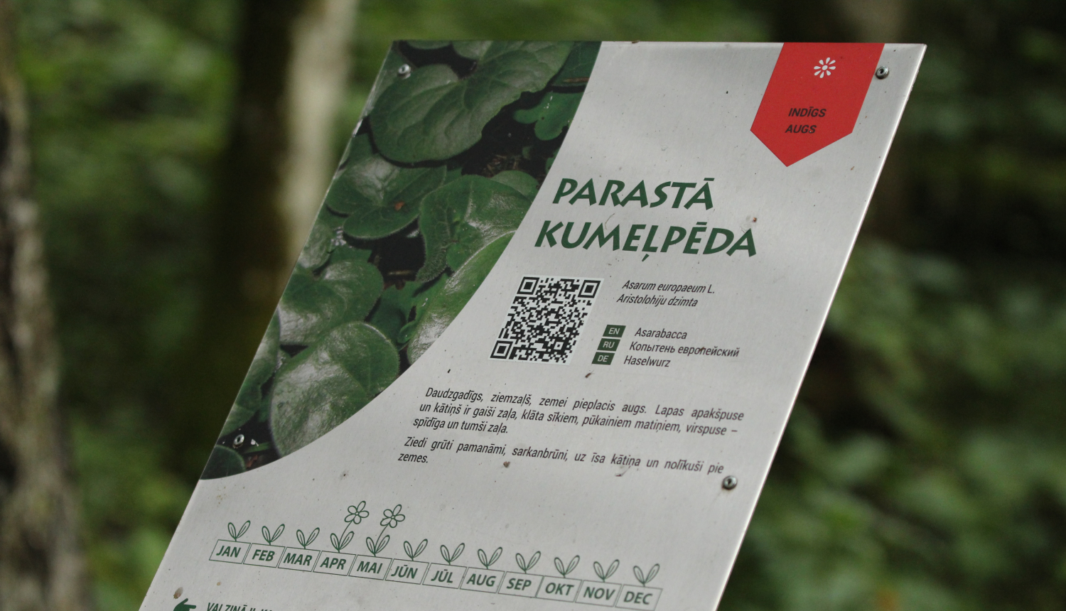 Informācija par augu