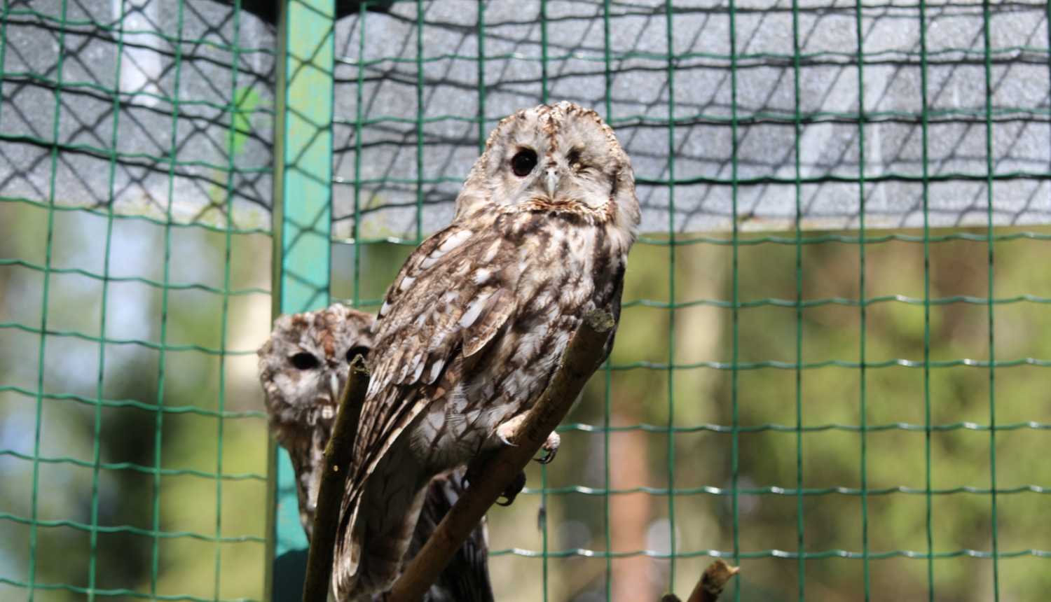 izglābtās pūces attēls 