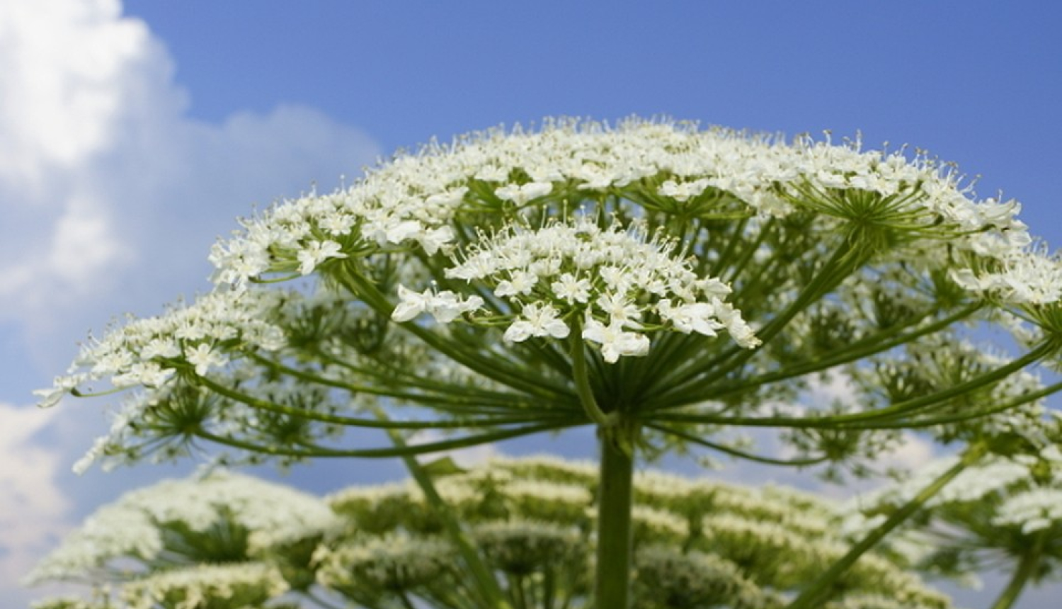 Invazīvie augi - latvānis