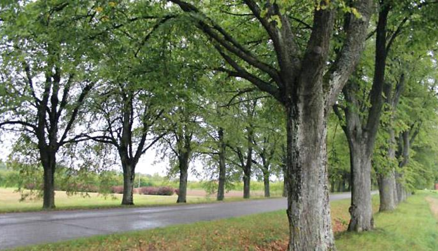 Lielplatones muižas liepu aleju