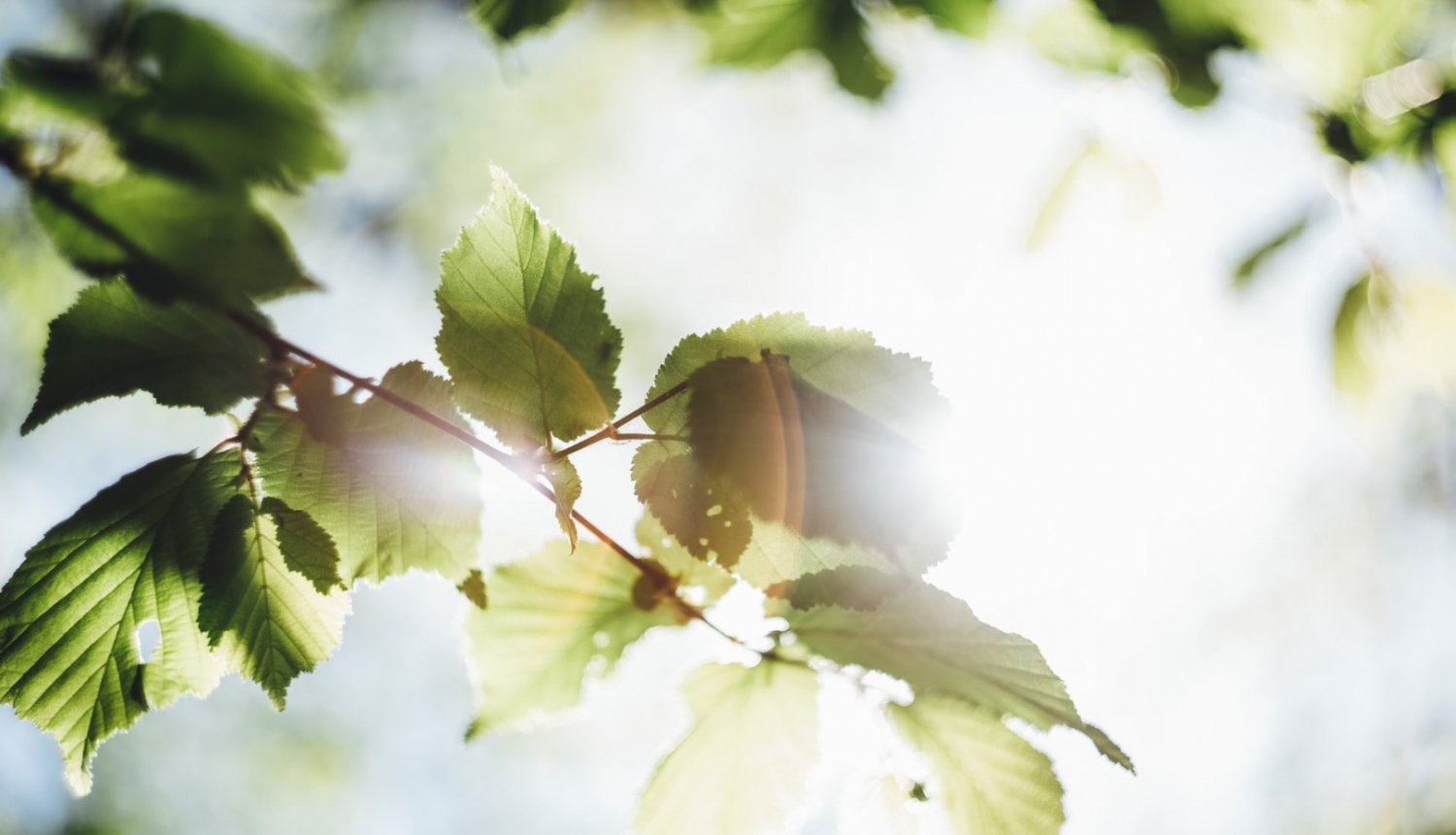 Koka lapotne, attēlam ir ilustratīva nozīme