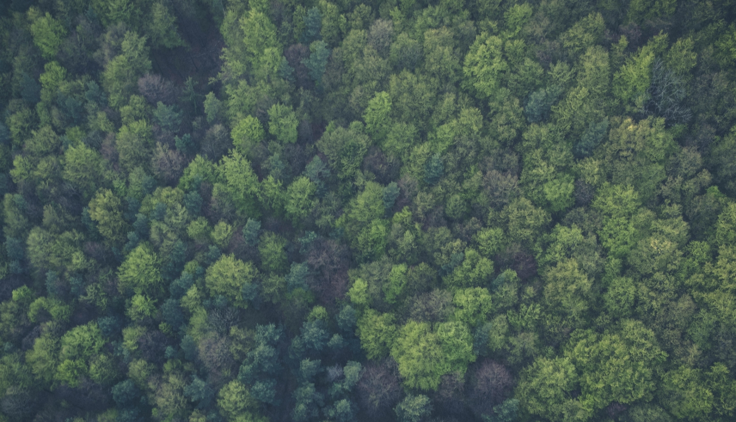 Meža skats no augšas