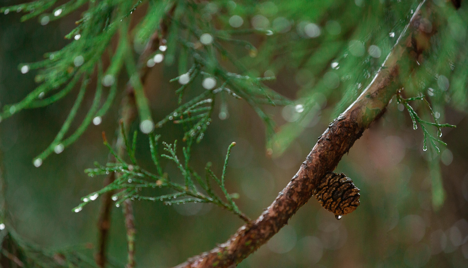 Daba, lietains mežs