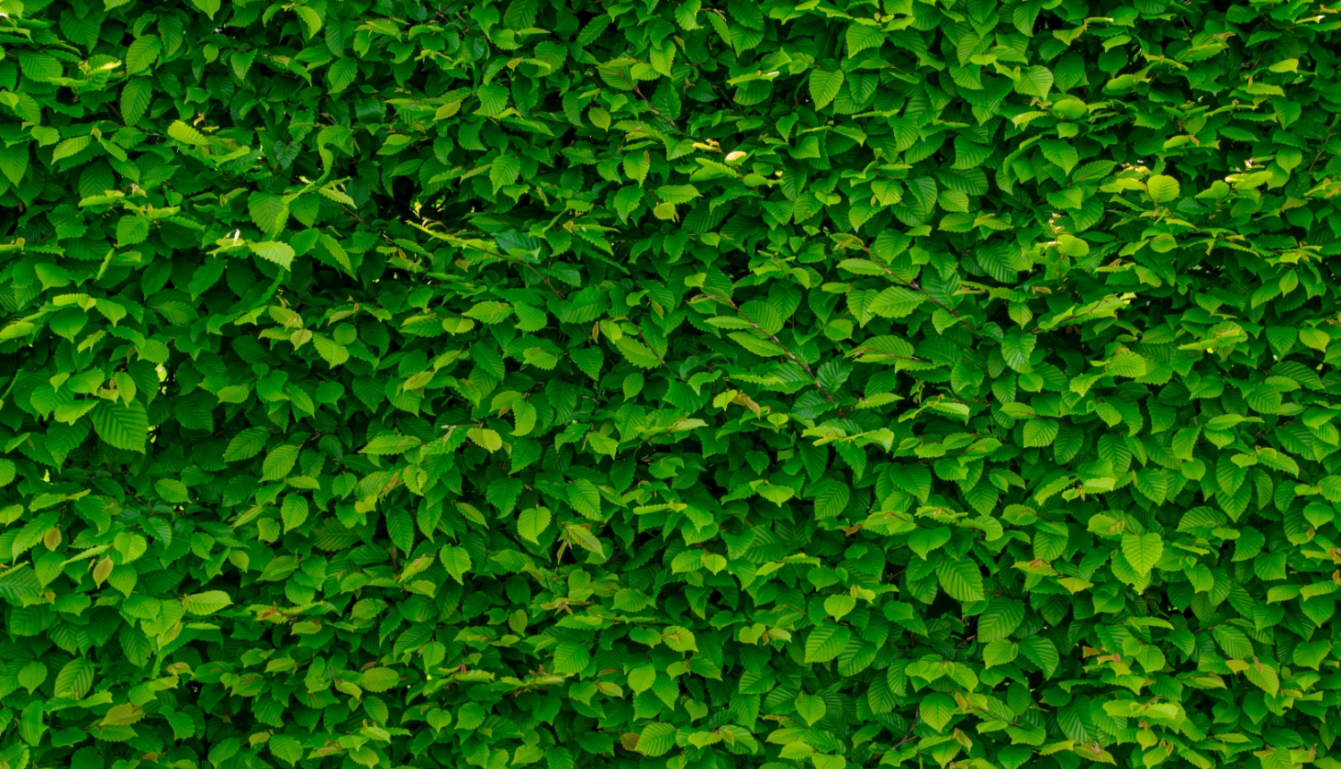 Zaļa siena ar lapām