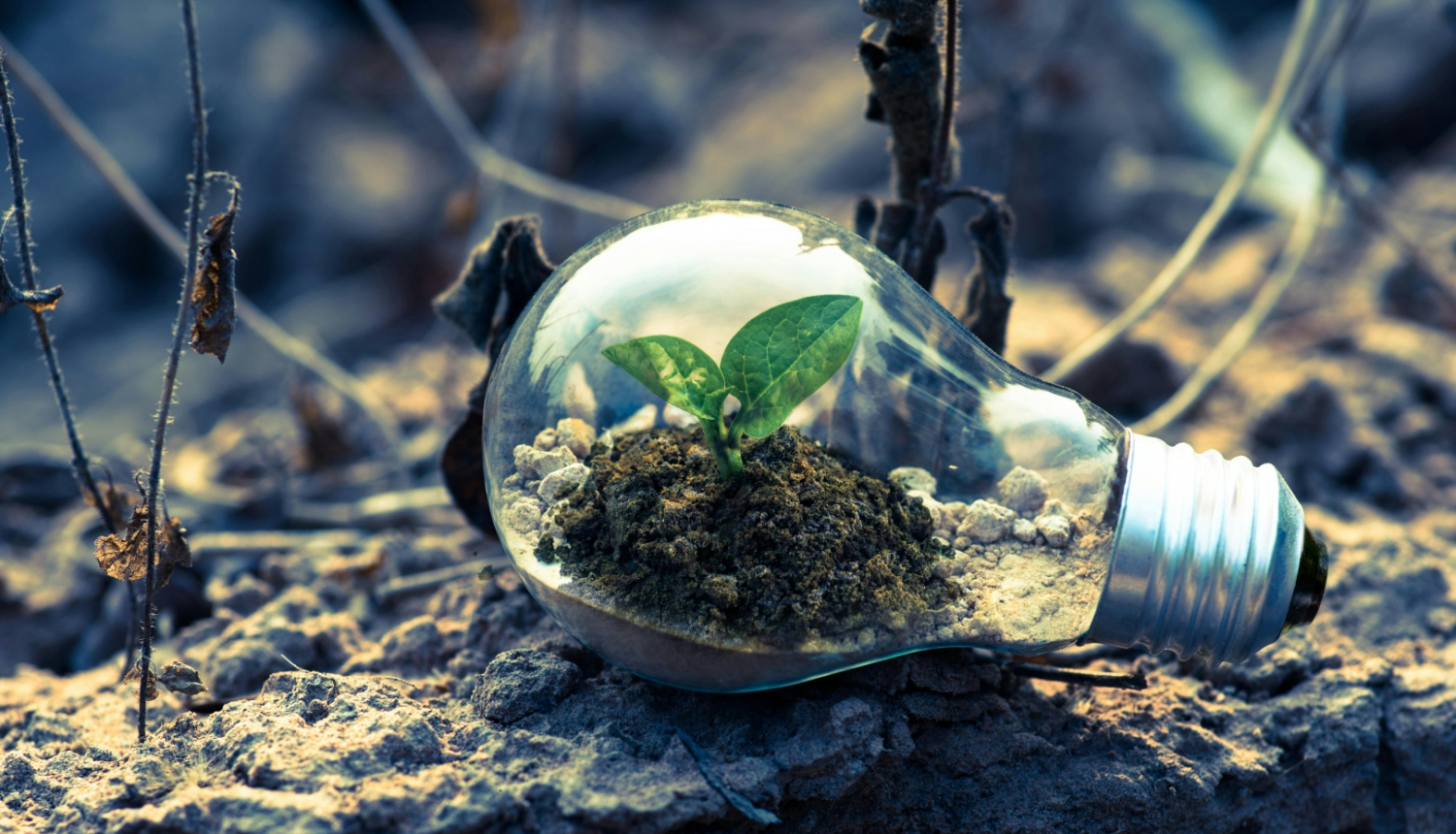 spuldzīte smiltīs ar zaļu augu vidū