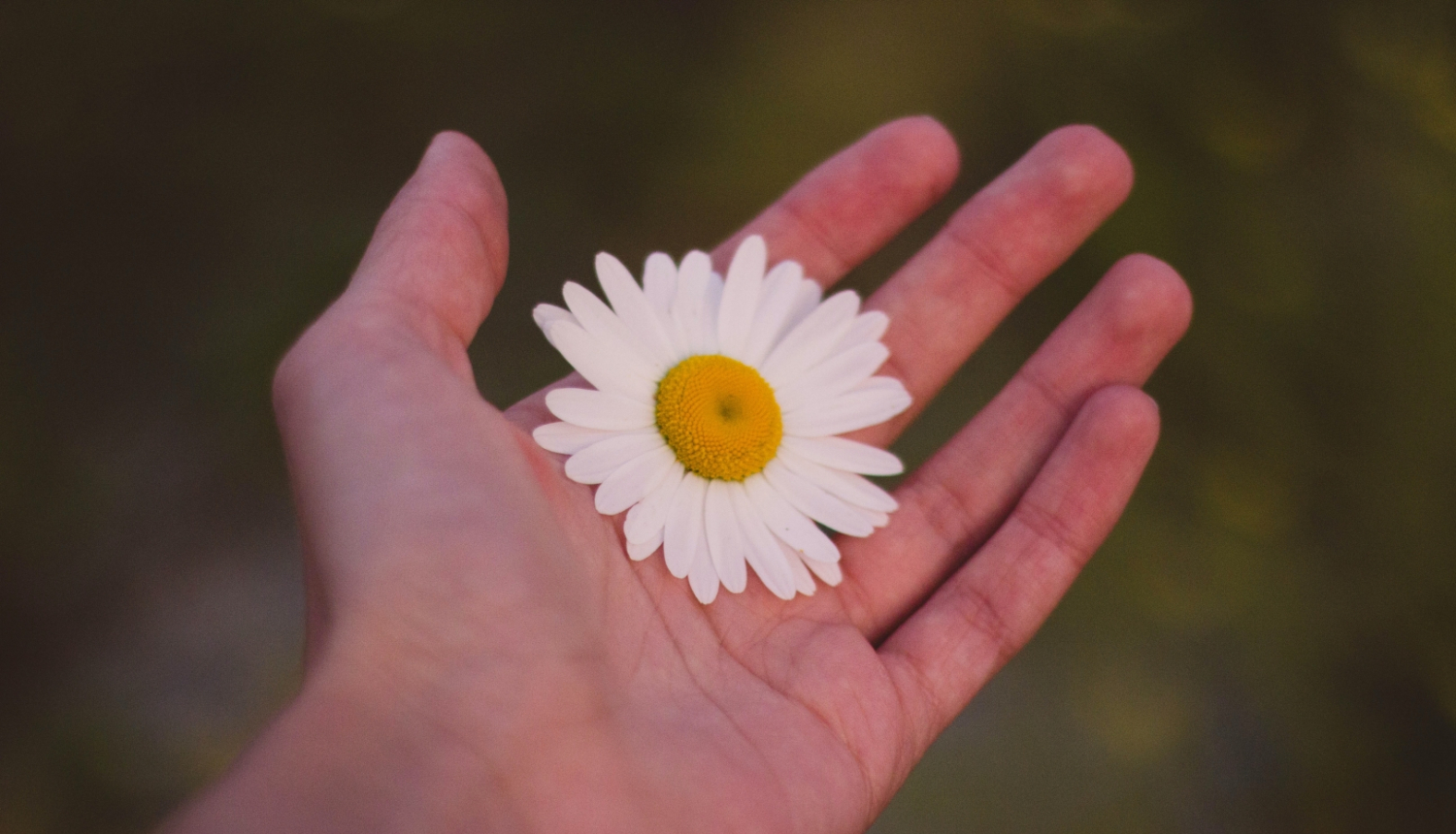 roka ar margrietiņu