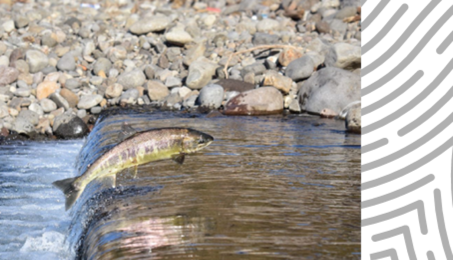 Publicitates foto - lasis