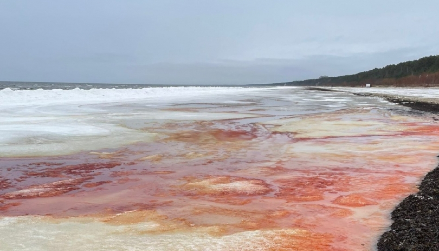 Sārtaļģes Jūrmalas pludmalē