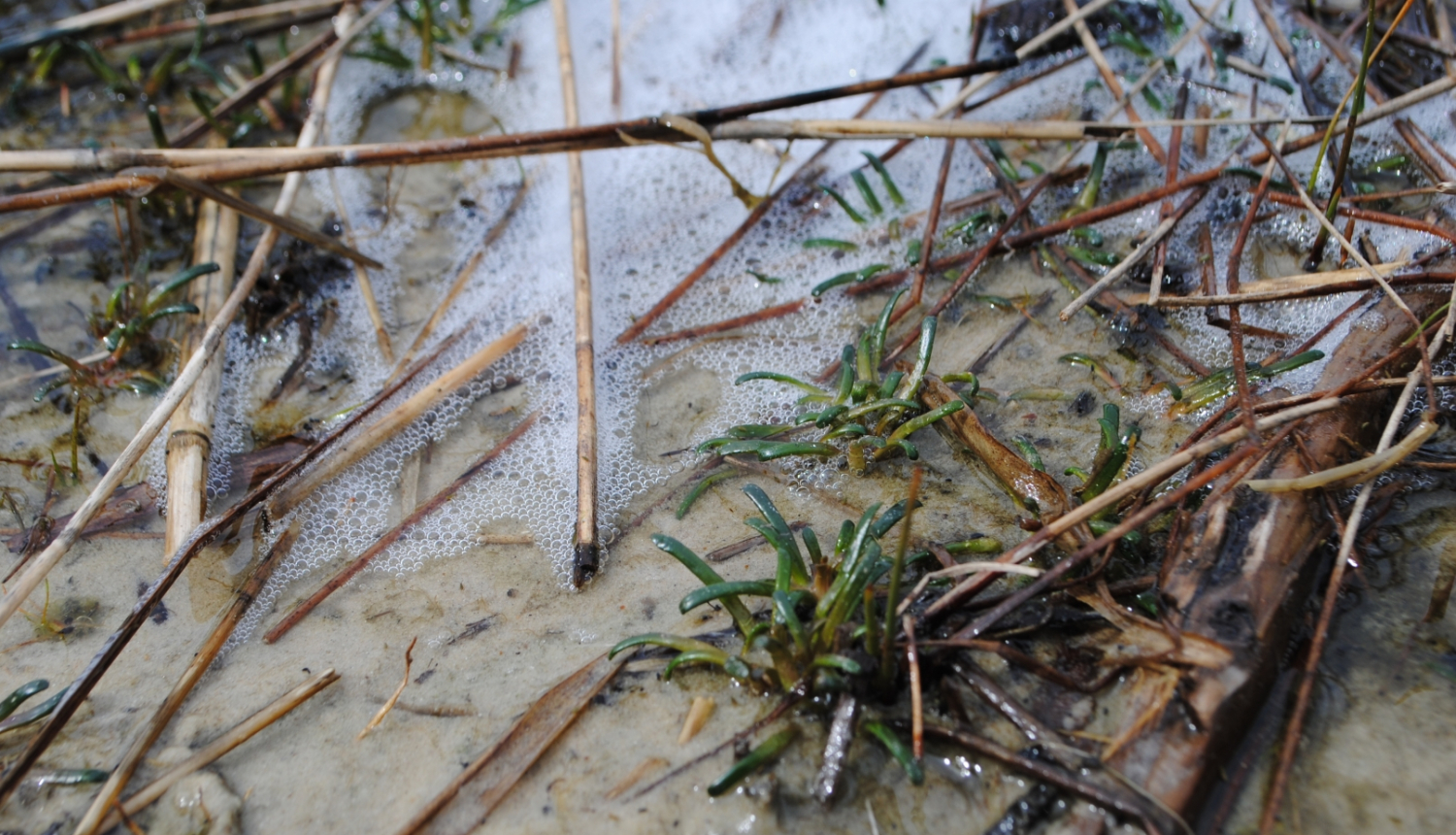 augs- Dortmaņa lobēlija