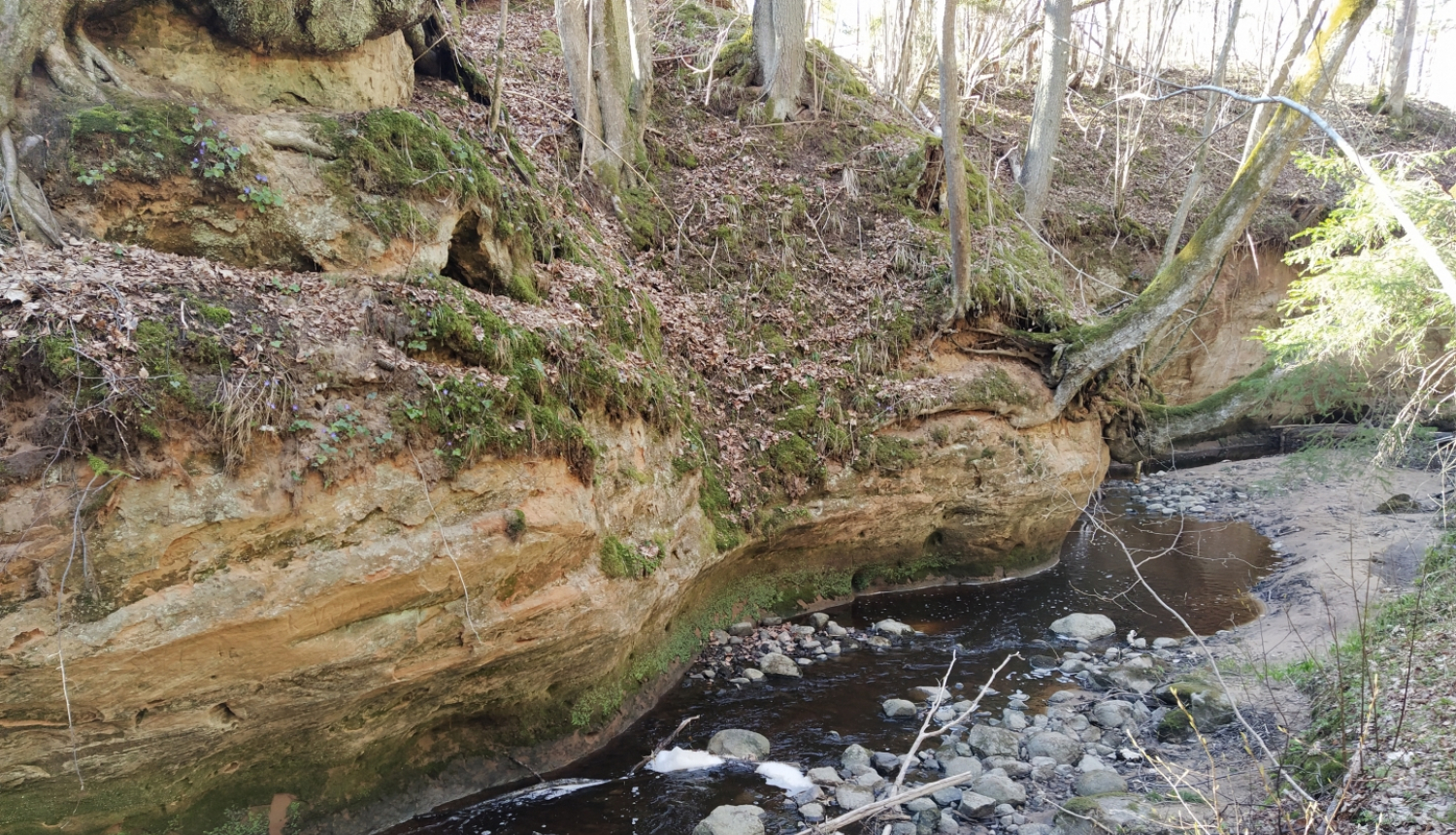 Vīdales kraujas, leju un upju gravas