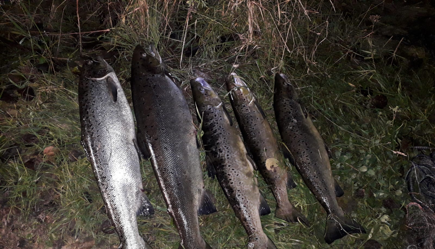 nelegāli iegūts loms - pieci beigti laši