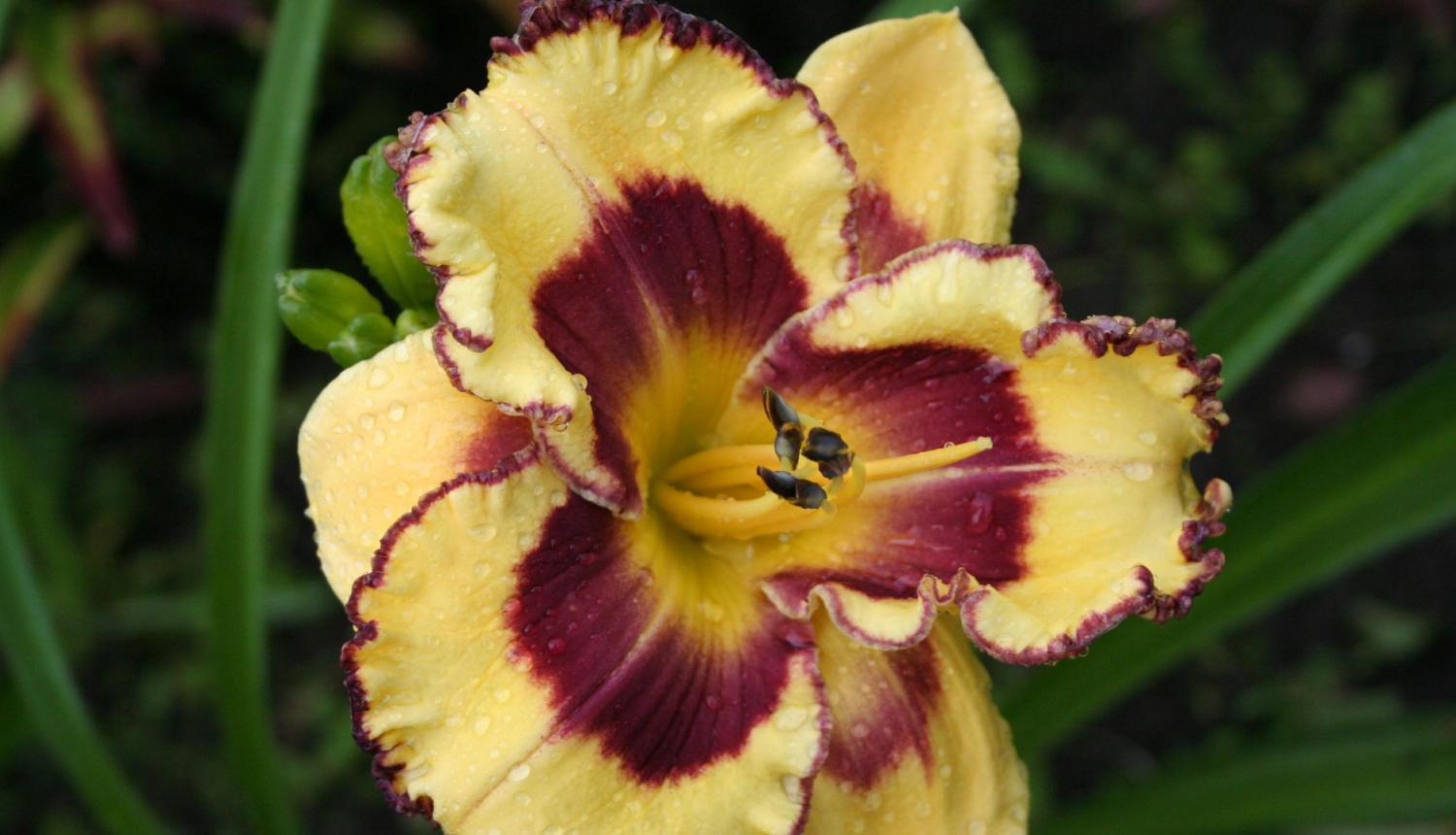 Dienlilijas