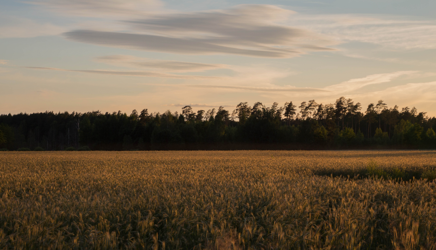 Daba, pļava