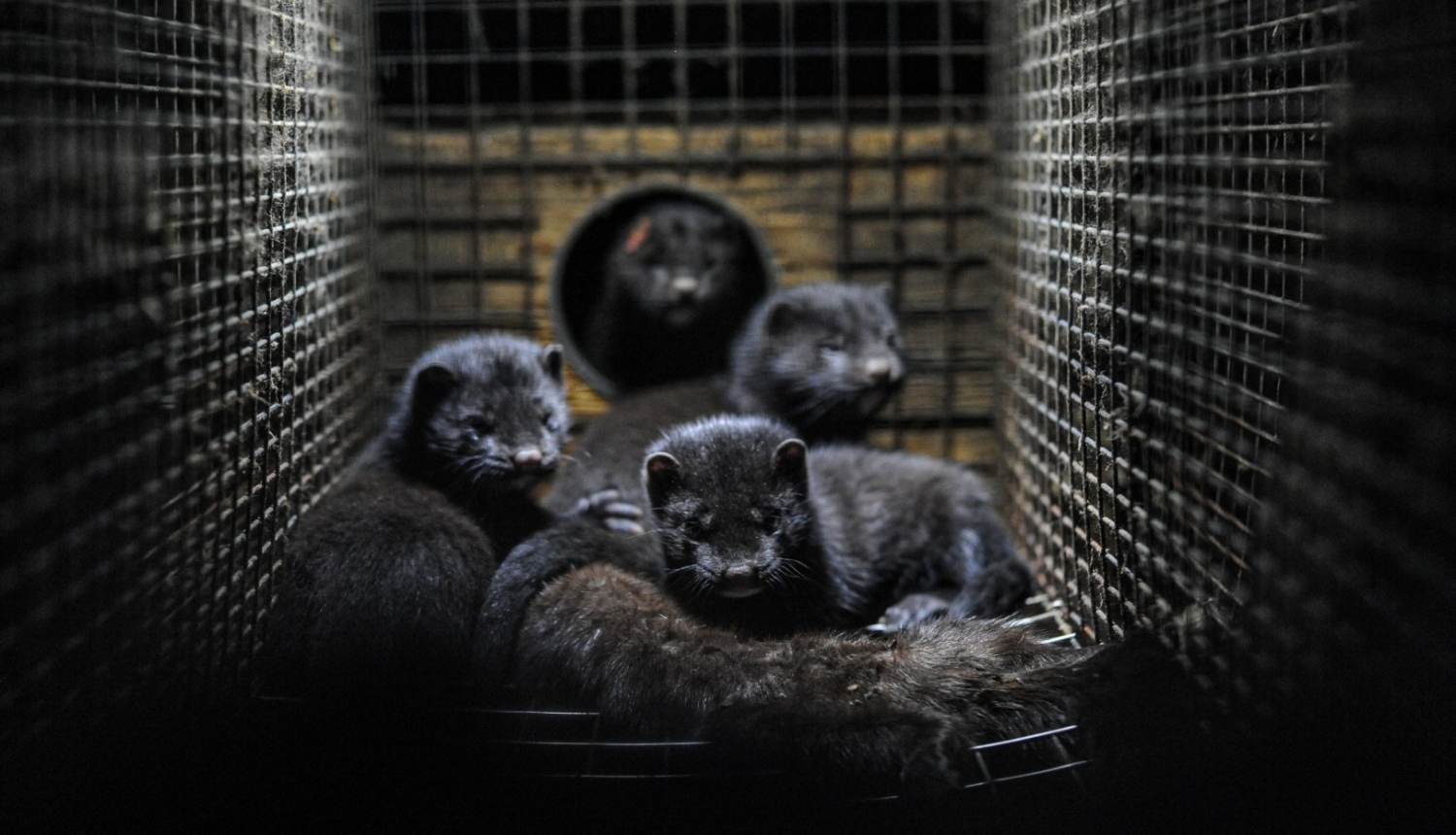 Ministry supports the ban on rearing of fur animals from 1 January 2026. | Vides aizsardzības un reģionālās attīstības ministrija Ministry supports the ban on rearing of fur animals from 1 January 2026. | Vides aizsardzības un reģionālās attīstības ministrija