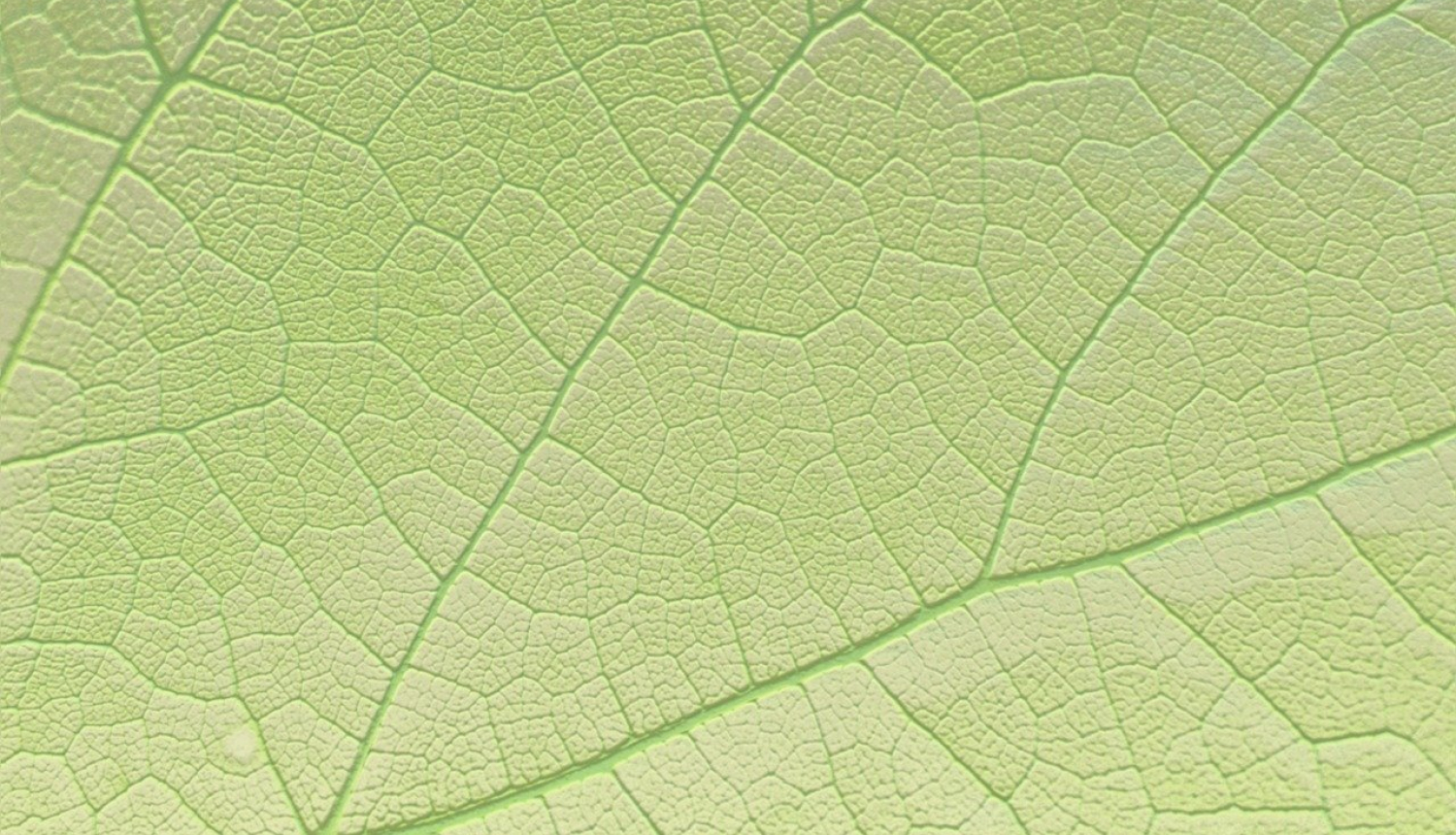 Zaļš