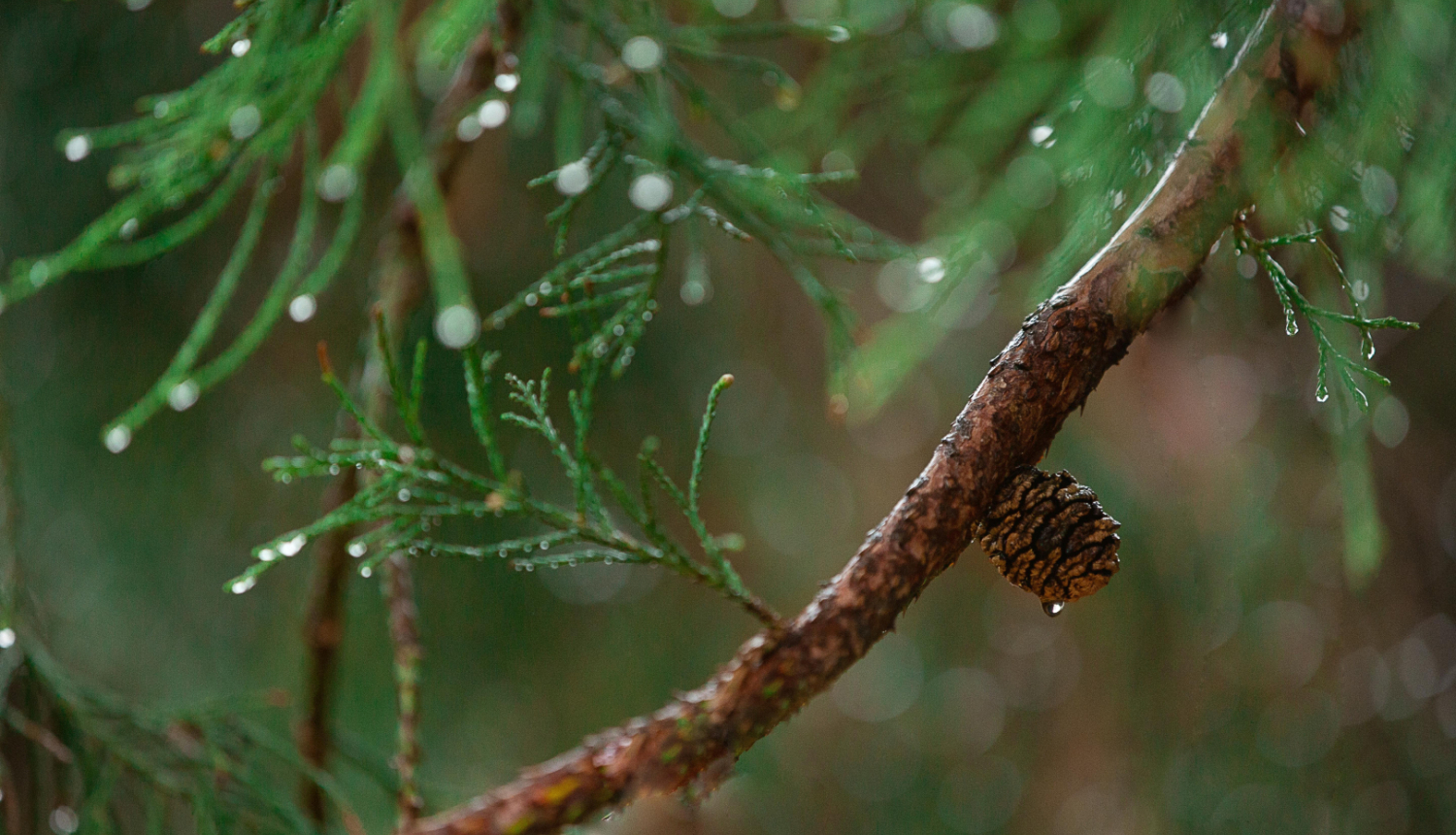 Daba, lietains mežs