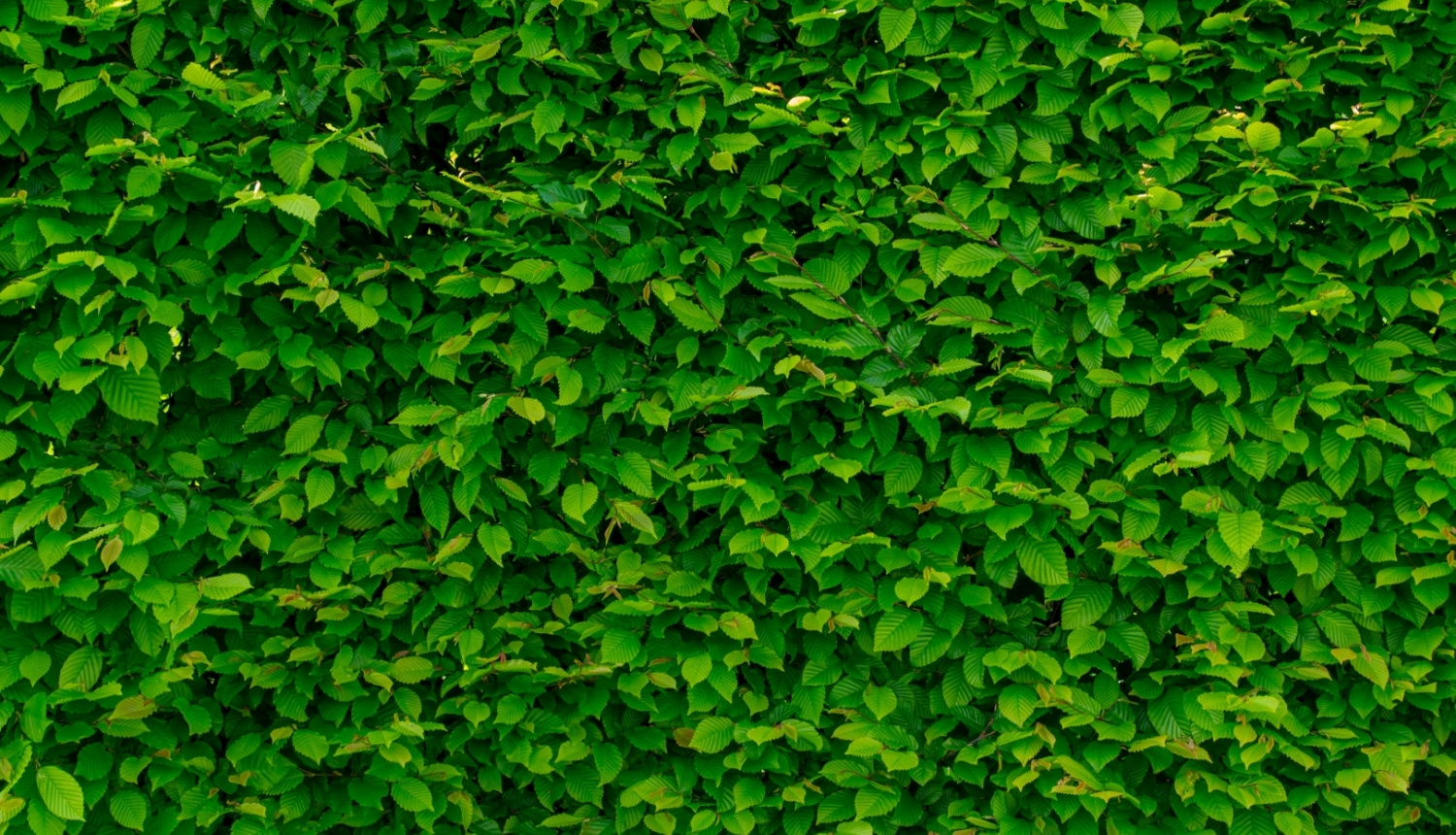 Zaļa siena ar lapām