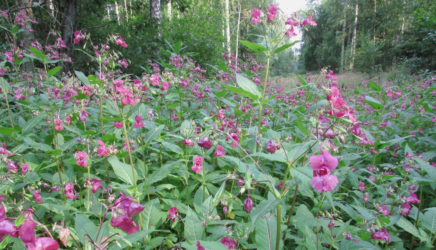 Invazīvs augs- Puķu sprigane (Impatiens glandulifera)